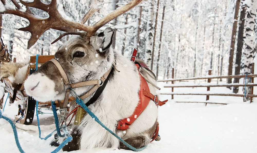 Reindeer and Sleigh on a Snowy Winter Day