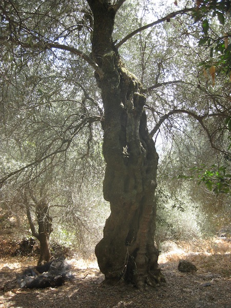 old_olive_tree7