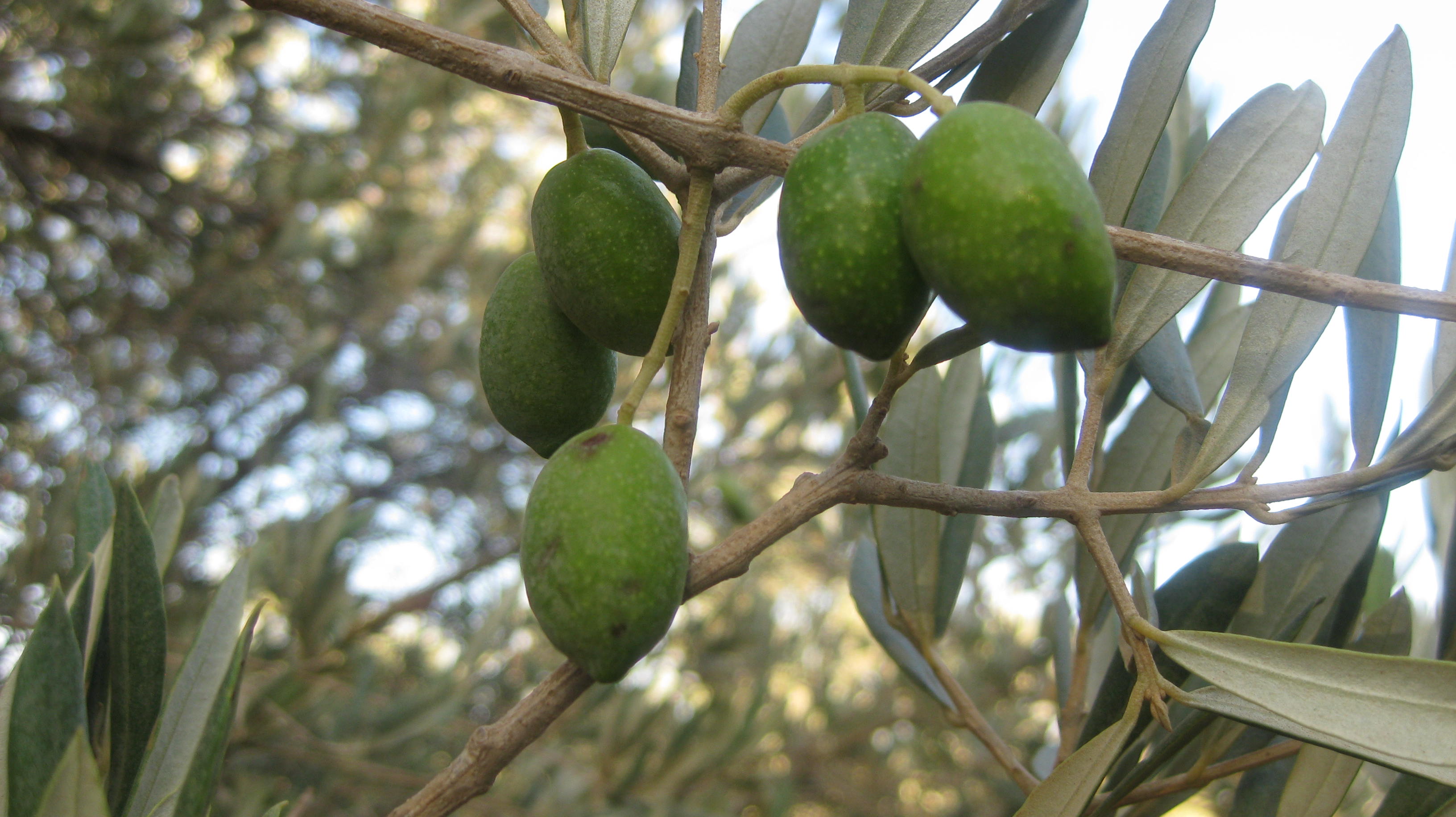 olives_on_a_branch4