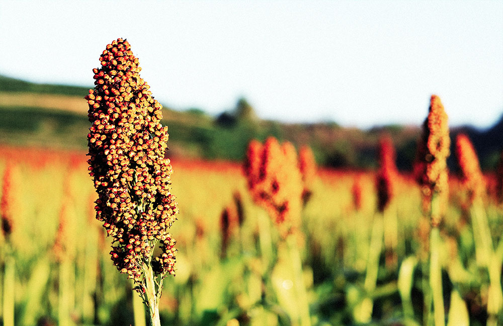 Close up of sorghum in morning sun light.
