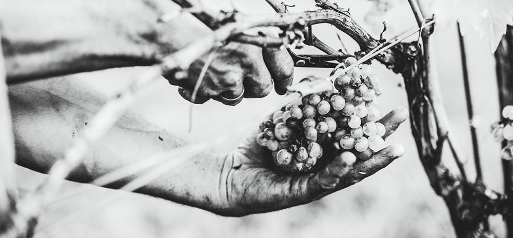 Collio northern Italy grapes