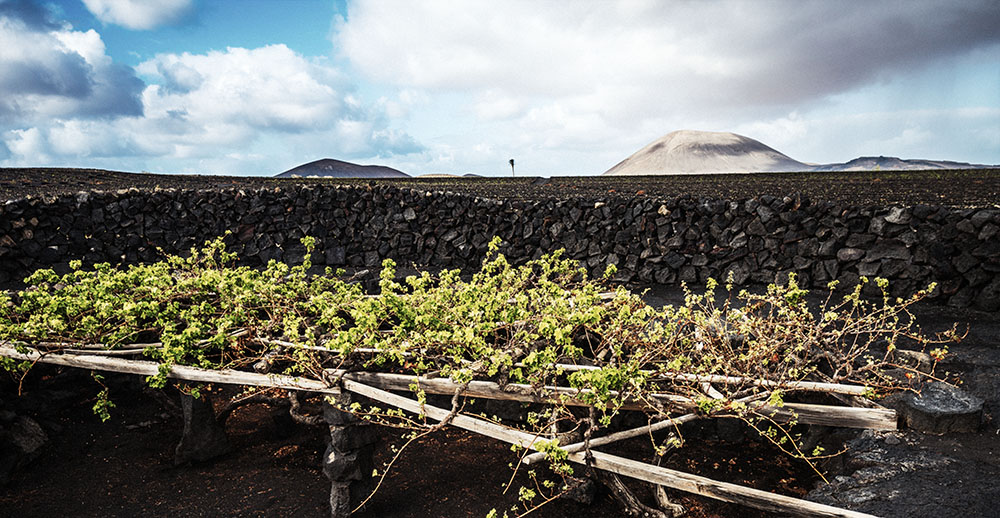 Canary Islands vineyard