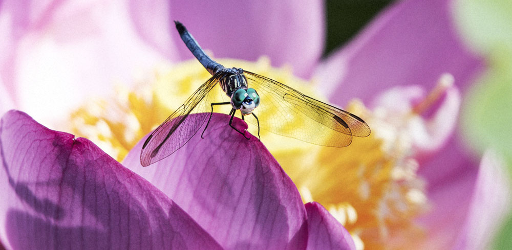 Plants to attract Dragonflies