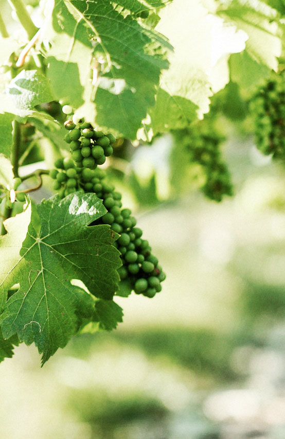 Sustainable BC wine grapes