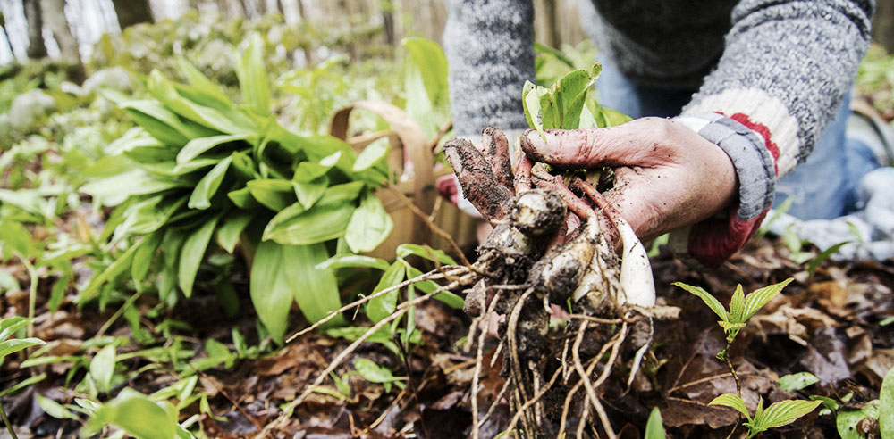 foraging tips for the fall